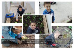 NUESTRO HUERTO DE INFANTIL